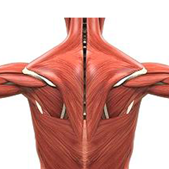 Les muscles de la colonne vertébrale
