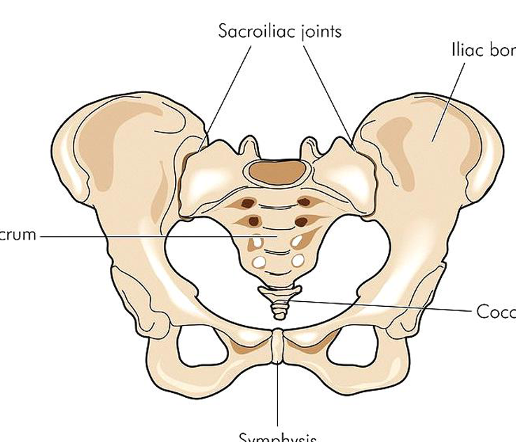 Facettes et articulations sacro-iliaques de la colonne vertébrale