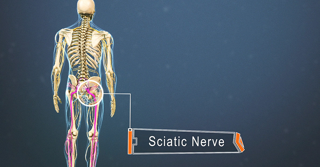 Anatomie du nerf sciatique