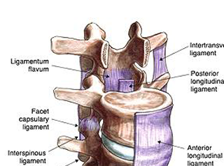 Les ligaments stabilisent et déplacent la colonne vertébrale