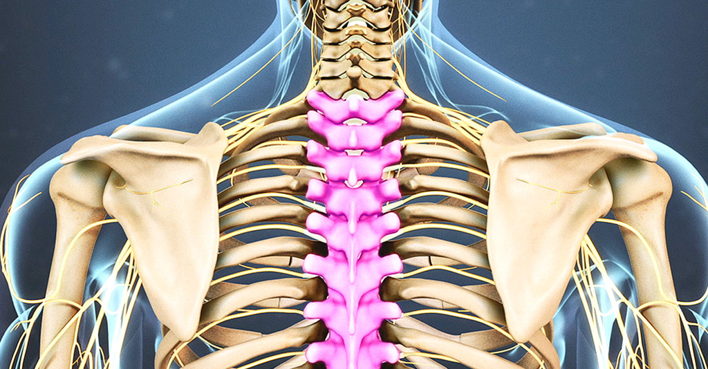 Anatomie de la colonne thoracique et douleurs du haut du dos
