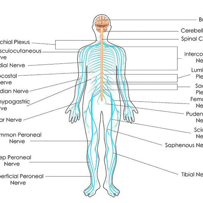 Structures nerveuses de la colonne vertébrale